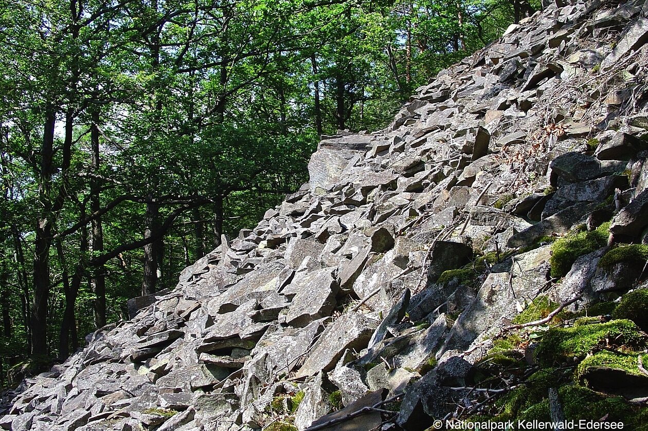 Geröllhalde Daudenberg-Foto_Nationalpark_Kellerwald-Edersee