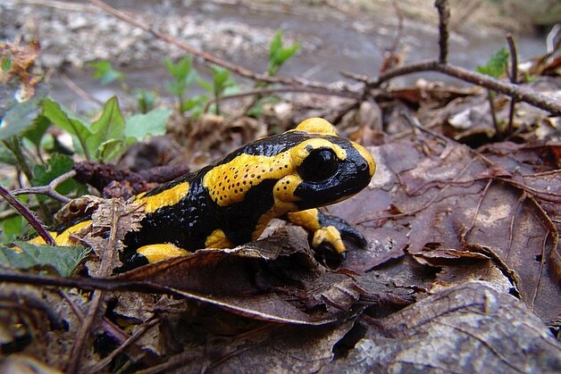 Schwarzgoldener Schatz im Nationalpark_Foto-Nationalpark-Kellerwald-Edersee