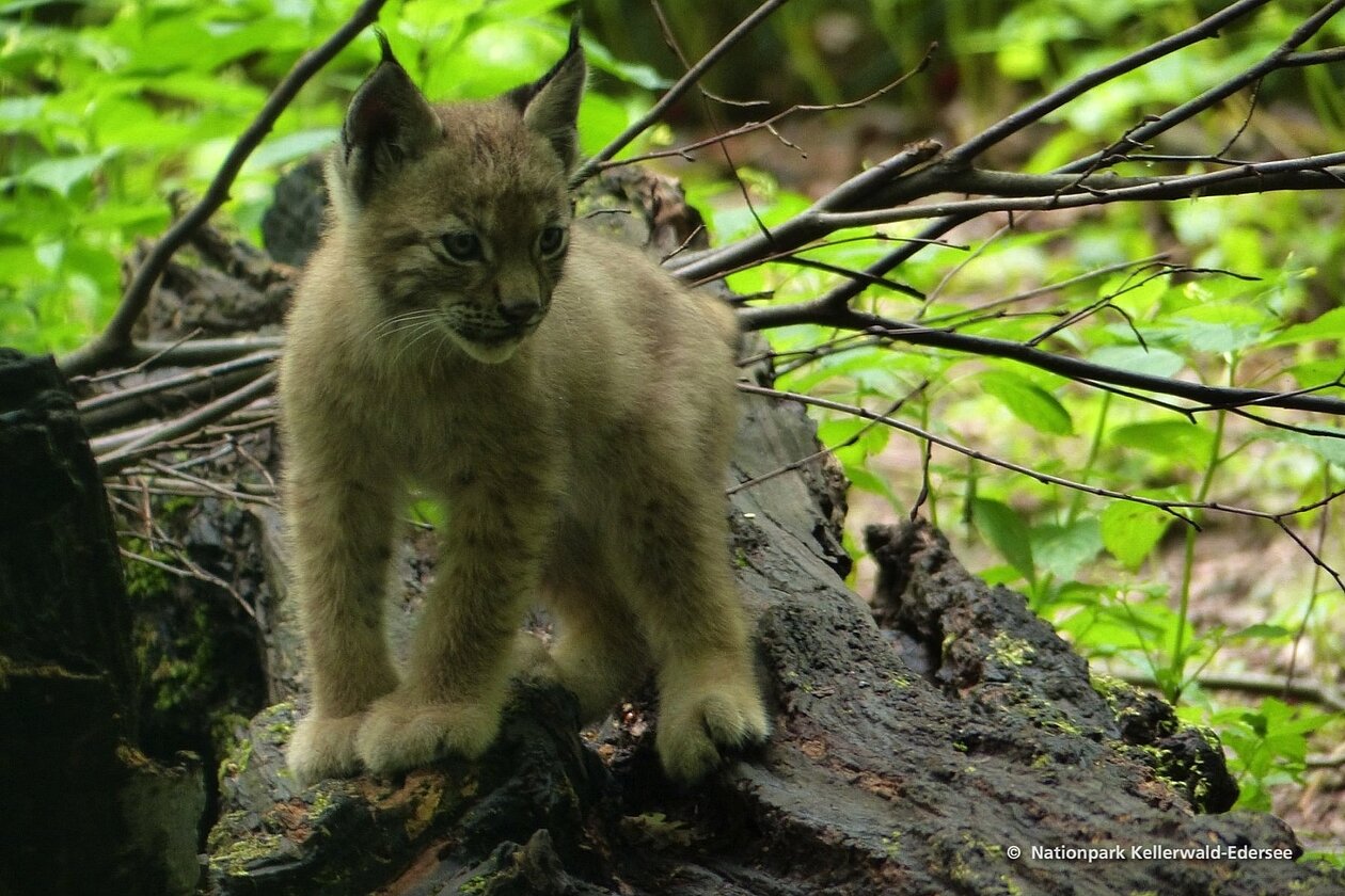 Luchsnachwuchs im WildtierPark