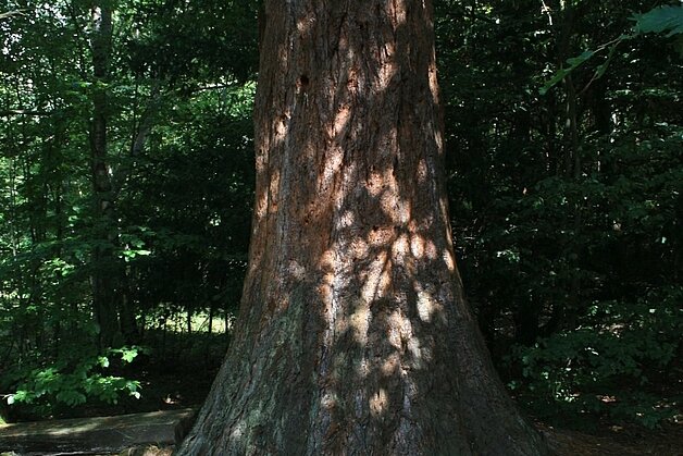 Mammutbaum_Foto-Naturpark-Kellerwald-Edersee-Reiner-Ohlsen Mammutbaum_Foto-Naturpark-Kellerwald-Edersee-Reiner-Ohlsen
